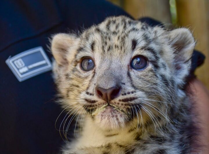 dvojčata irbisů, Zoo Jihlava,