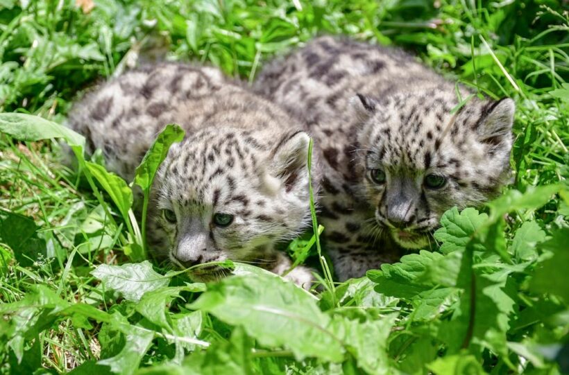 dvojčata irbisů, Zoo Jihlava,