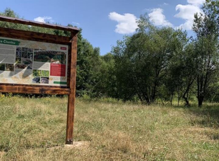 Malý, ale rozmanitý kousek přírody ve městě