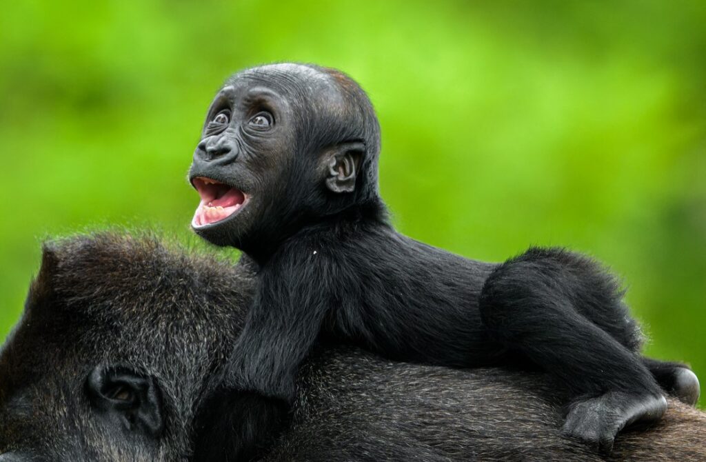 Lidoopí hattrick v Zoo Praha