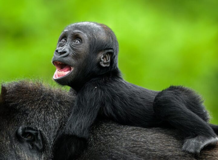 Lidoopí hattrick v Zoo Praha