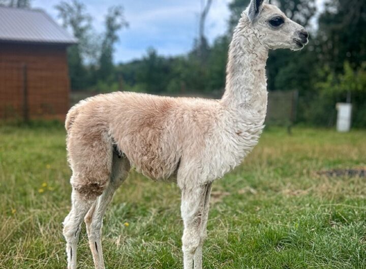 Malý lamí kluk Chico