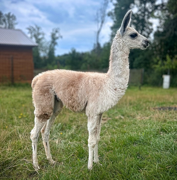 Malý lamí kluk Chico