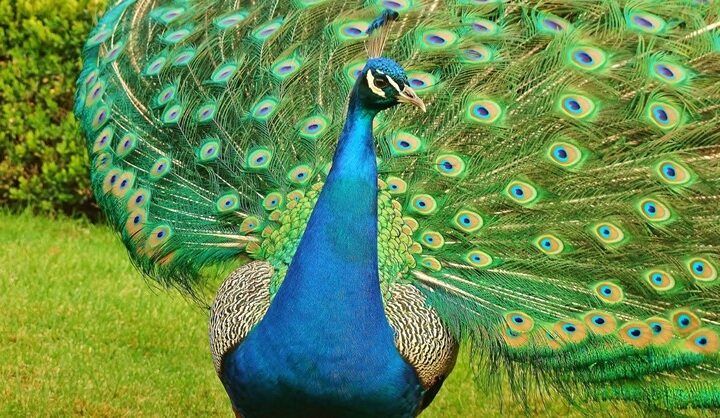 Zoo Tábor, páv, Táborská zoologická zahrada