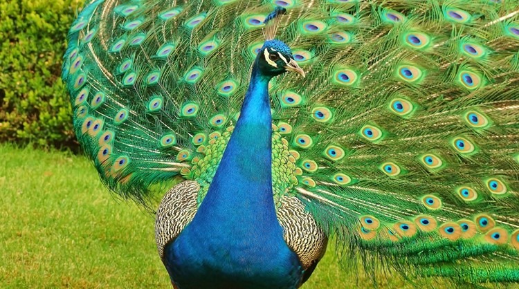 Zoo Tábor, páv, Táborská zoologická zahrada