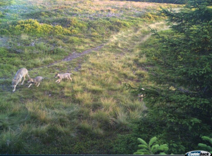 Potvrzeno: vlci se v Krkonoších rozmnožují
