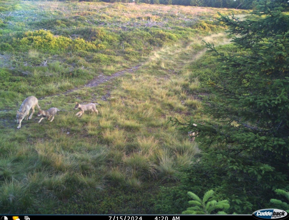Potvrzeno: vlci se v Krkonoších rozmnožují