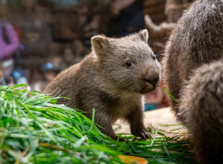 První české mládě vombata opustilo vak
