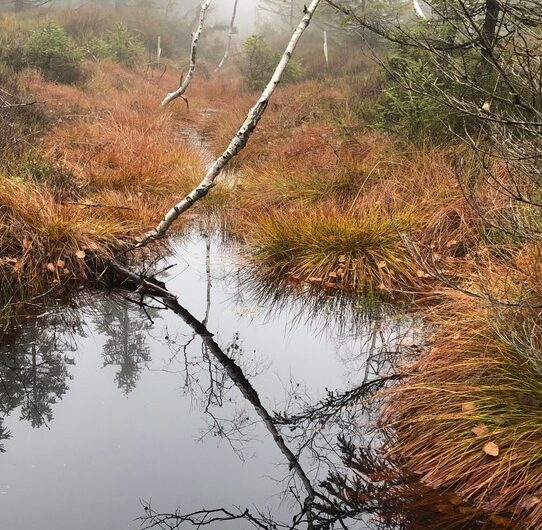 Revitalizace mokřadů