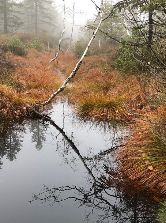Revitalizace mokřadů