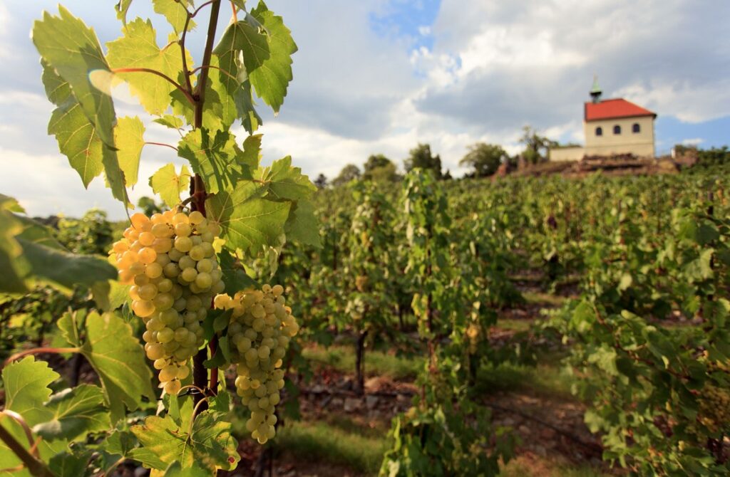 Vinice svaté Kláry