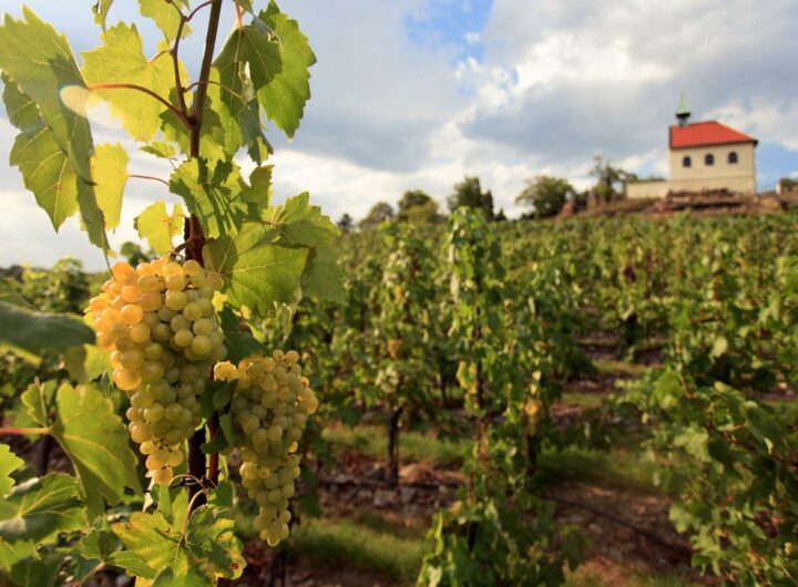 Vinice svaté Kláry