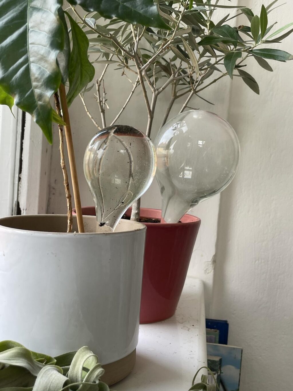 samozavlažovací skleněné zápichy