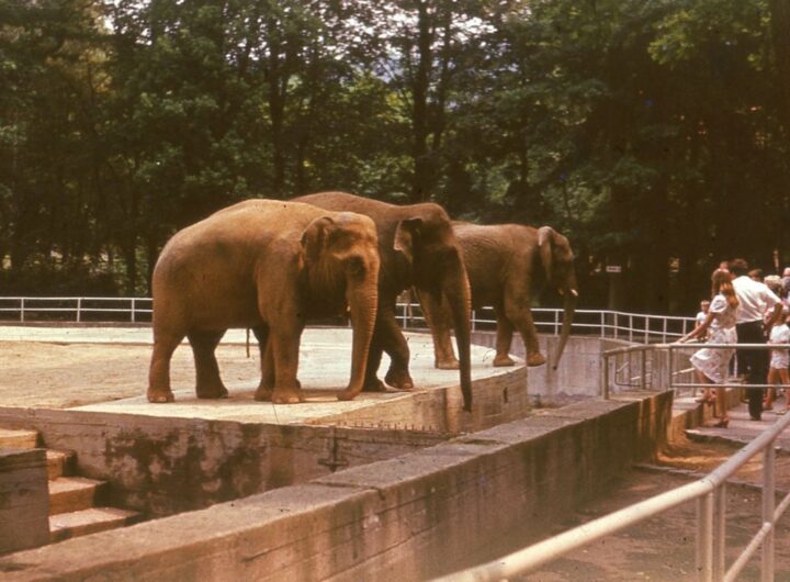 Liberecká zoo slaví sto dvacet let