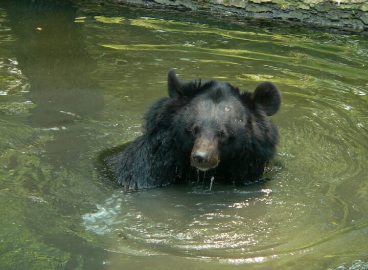 Zoo Zlín , zoo, medvěd