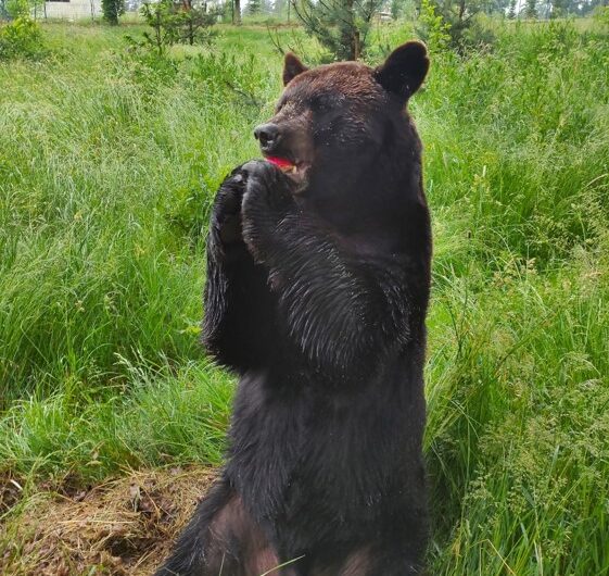 medvěd, Zoo Tábor, dva baribaldové