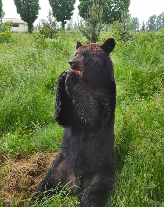medvěd, Zoo Tábor, dva baribaldové