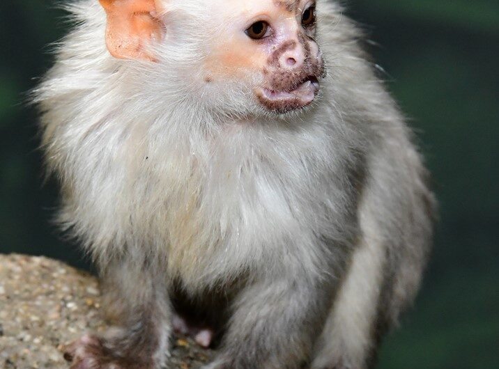 Spojení kosmanů stříbřitých