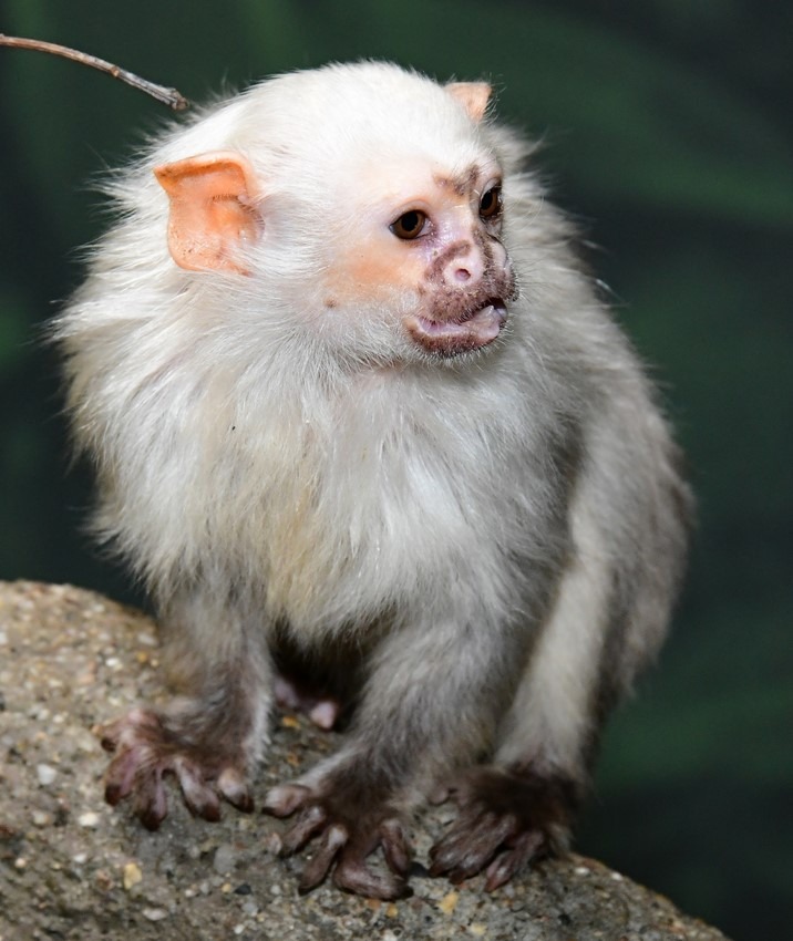 Spojení kosmanů stříbřitých