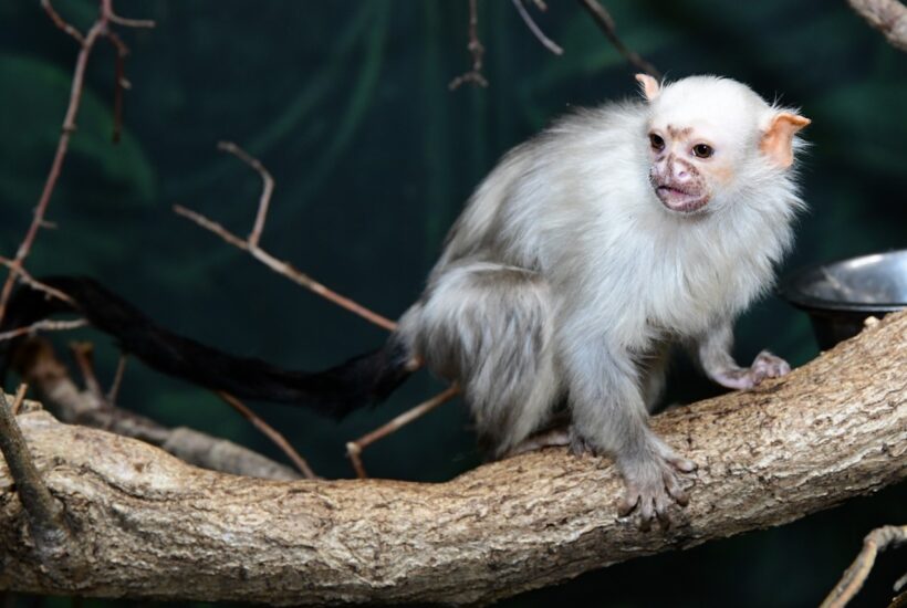 Spojení kosmanů stříbřitých