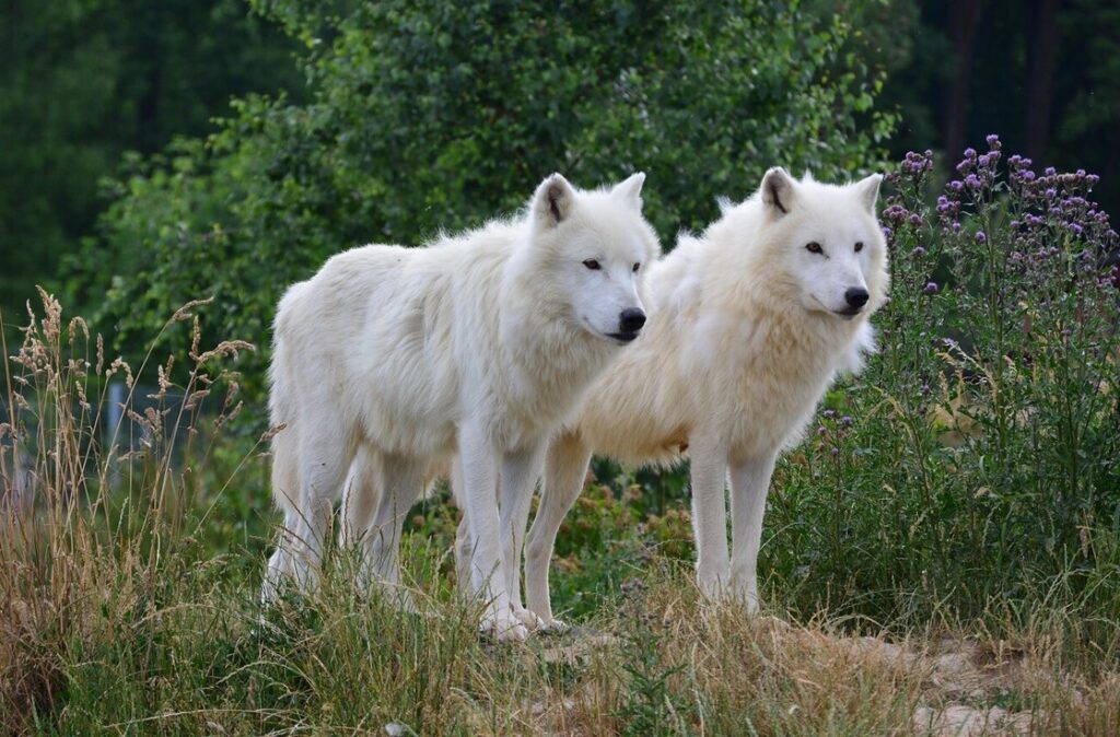 Vlci arktičtí