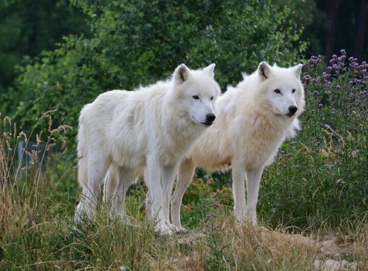 Vlci arktičtí