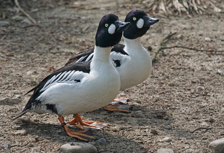 Vodní svět v táborské zoo se rozrostl o dva nové živočišné druhy