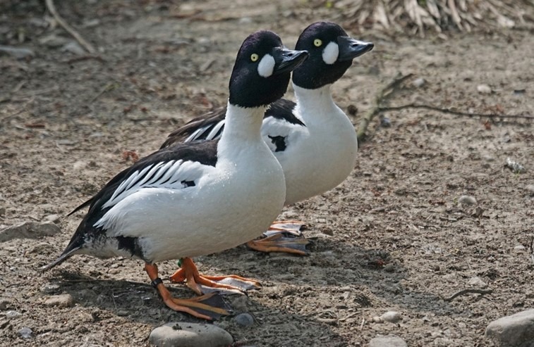 Vodní svět v táborské zoo se rozrostl o dva nové živočišné druhy