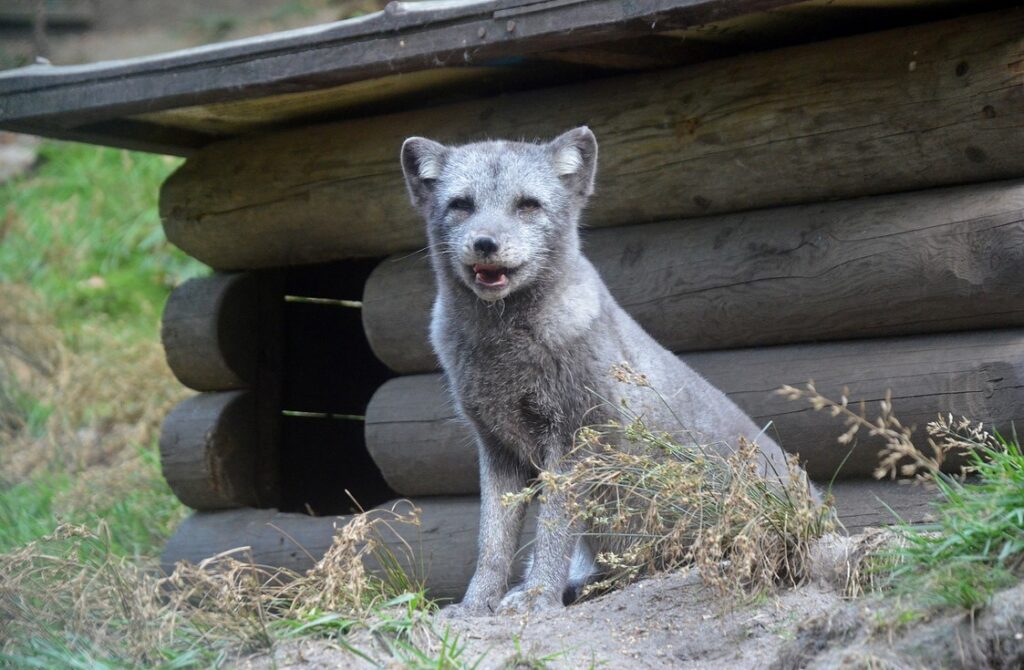 Zoo, Zoo Děčín, poděkování, adoptivní rodiče