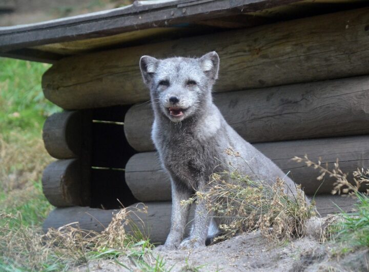 Zoo, Zoo Děčín, poděkování, adoptivní rodiče