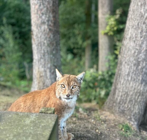 Zoo Tábor, rys, Nejoblíbenější zábavou rysí samice Zory z táborské zoo je schovávaná