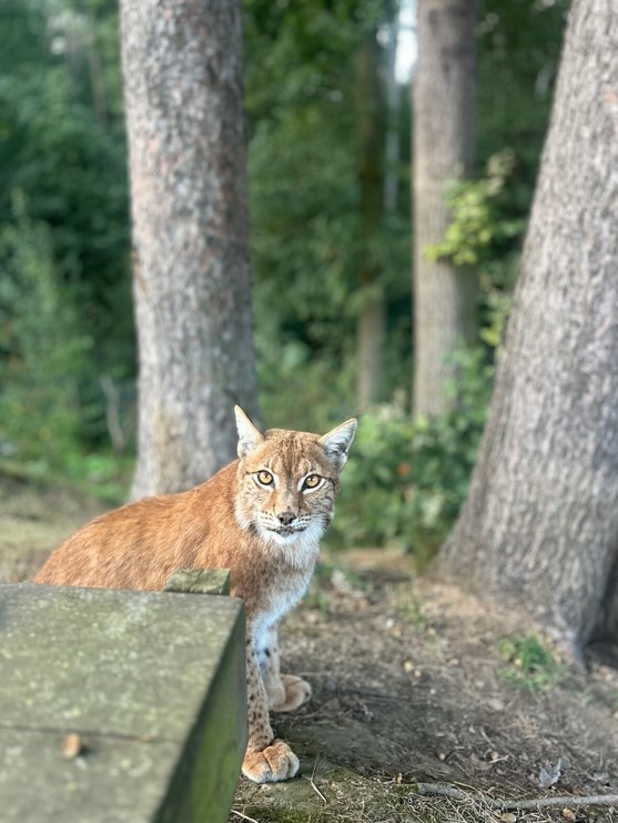 Zoo Tábor, rys, Nejoblíbenější zábavou rysí samice Zory z táborské zoo je schovávaná