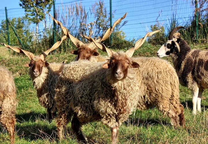 Zoo Tábor, ovce cápová