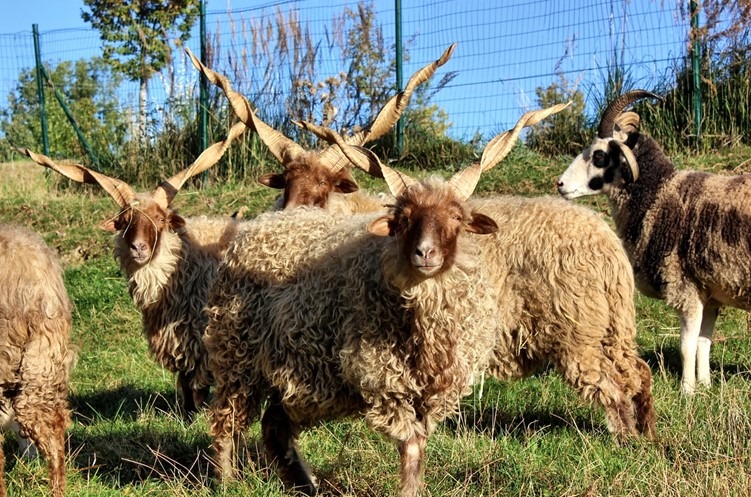 Zoo Tábor, ovce cápová