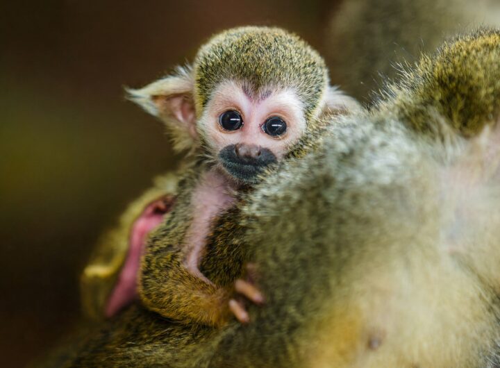 Babí léto v Zoo Praha