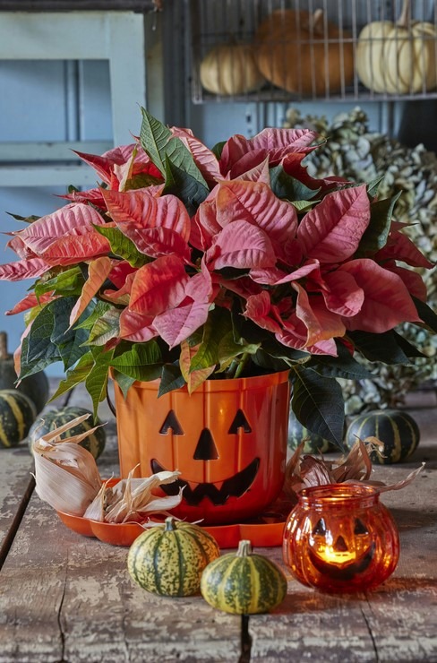 Dušičky, BILLA, květiny, věnce, řezané květiny, Halloweenem