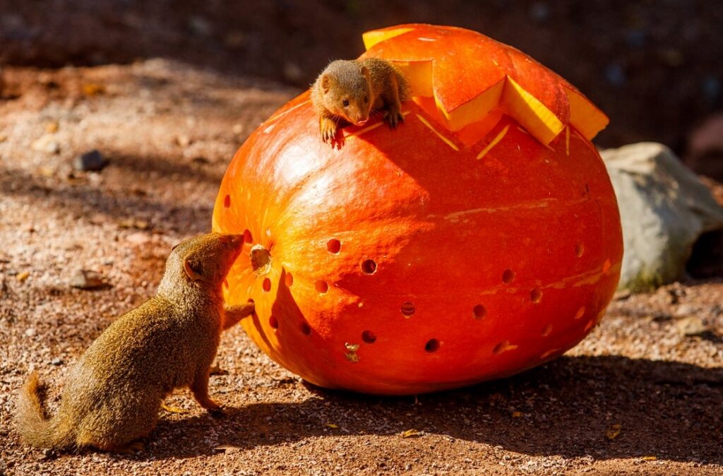 Dýňová sezóna v Zoo Ostrava