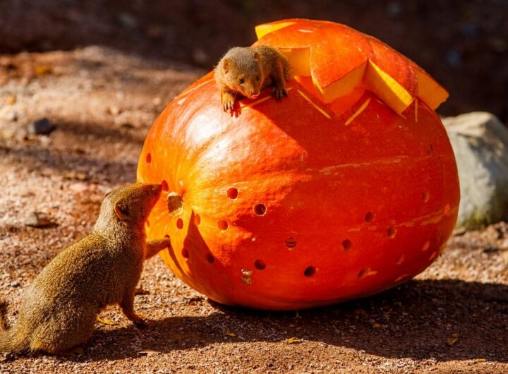 Dýňová sezóna v Zoo Ostrava