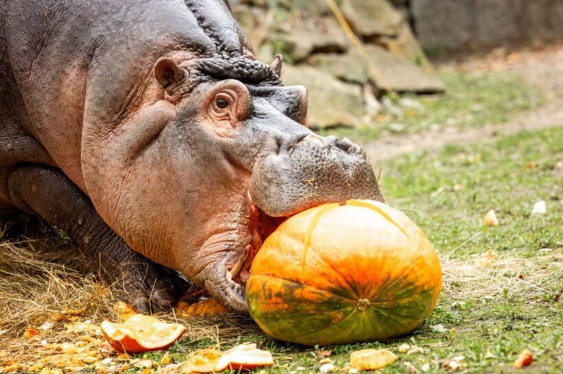 Ostravská zoologická zahrada se i v letošním roce obrátila na zahrádkáře a pěstitele, zda by zoo nevěnovali své přebytky dýní, cuket a dalších plodů tykvovitých rostlin. Získané plody pracovníci zoo využívají k výzdobě podzimního areálu a zejména jako krmivo pro zvířata. Dýně chutnají prasatům, opicím, hrochům a dalším zvířatům… Každoroční výzva Zoo Ostrava směřuje na zahrádkáře a pěstitele zeleniny, kteří nevědí, co s přebytky dýní, cuket a dalších plodů tykvovitých rostlin. Chovatelé jimi zpestřují jídelníček svým svěřencům. Na dýních si tak v posledních týdnech pochutnávají prasata, některé druhy opic nebo hroši. Vydlabané dýně slouží také jako úkryt pro potravu například mangustám nebo kondorům. Zatímco pro mangusty se dýně stala okamžitě i zajímavou průlezkou, kondoři byli zprvu k novému prvku velmi nedůvěřiví. Dýňovou hostinu v Zoo Ostrava zachycuje video: https://www.facebook.com/share/r/8U7ZjYakpYcXRLEx/?mibextid=WC7FNe Tykve zdobí rovněž podzimní areál Zoologické zahrady a botanického parku Ostrava. Dýně se následně využijí při oslavách svátku Halloween. Letos se akce uskuteční v sobotu 2. listopadu 2024. Dopolední program bude zahrnovat mimo jiné dlabání dýní, vpodvečer pak projde potemnělým areálem lampionový průvod. Kromě dýní a cuket přijímá Zoo Ostrava i další podzimní plody – šípky, jeřabiny a žaludy. V tomto případě se mohou zájemci zapojit do soutěže Šípkový podzim. Pravidla soutěže najdete na https://www.zoo-ostrava.cz/cz/zoo/novinky/3299-zoo-vyhlasuje-sberacskou-soutez/. Pozor, do soutěže nejsou zahrnuty plody jírovce maďalu (kaštany). Tyto plody zoo ani nepřijímá. Děkujeme za všechny přinesené plody!