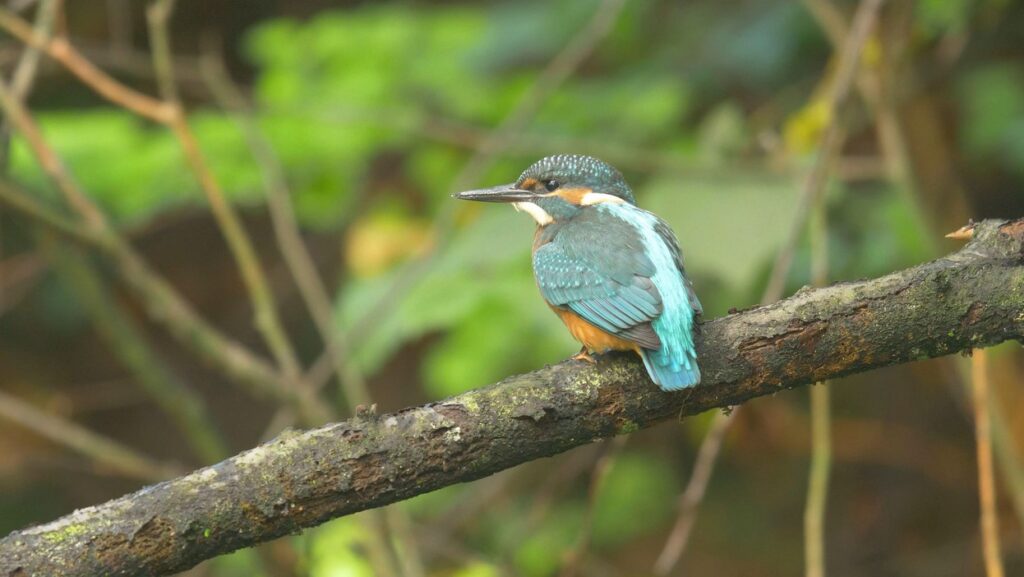 Ledňáček říční, foto Enrico Gombala, Zoo Ostrava