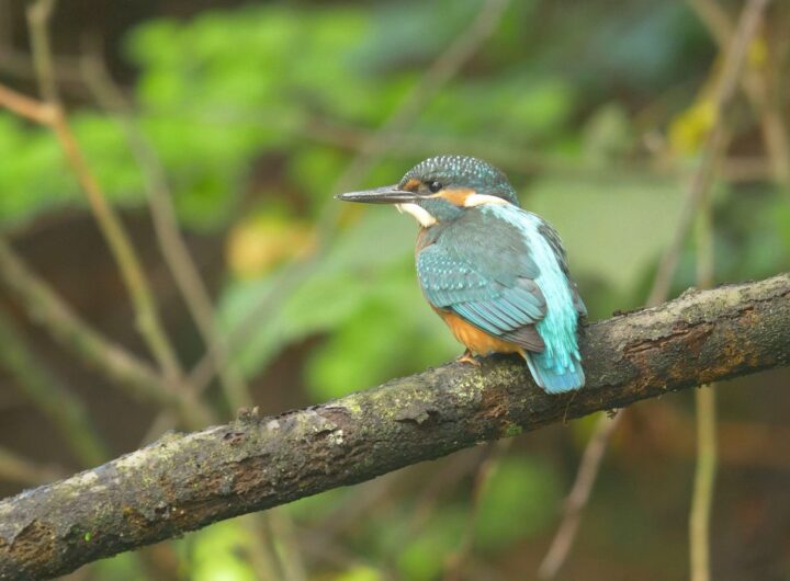Ledňáček říční, foto Enrico Gombala, Zoo Ostrava