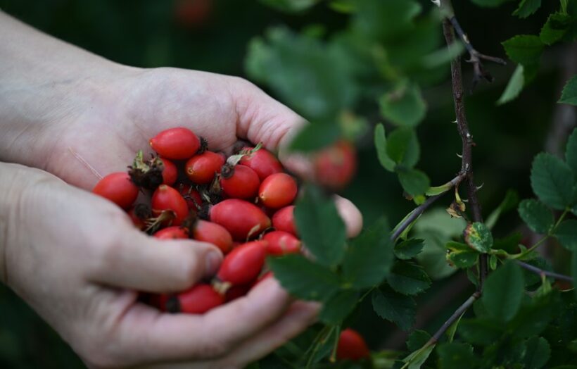 Marmelády ROSE GARDEN 