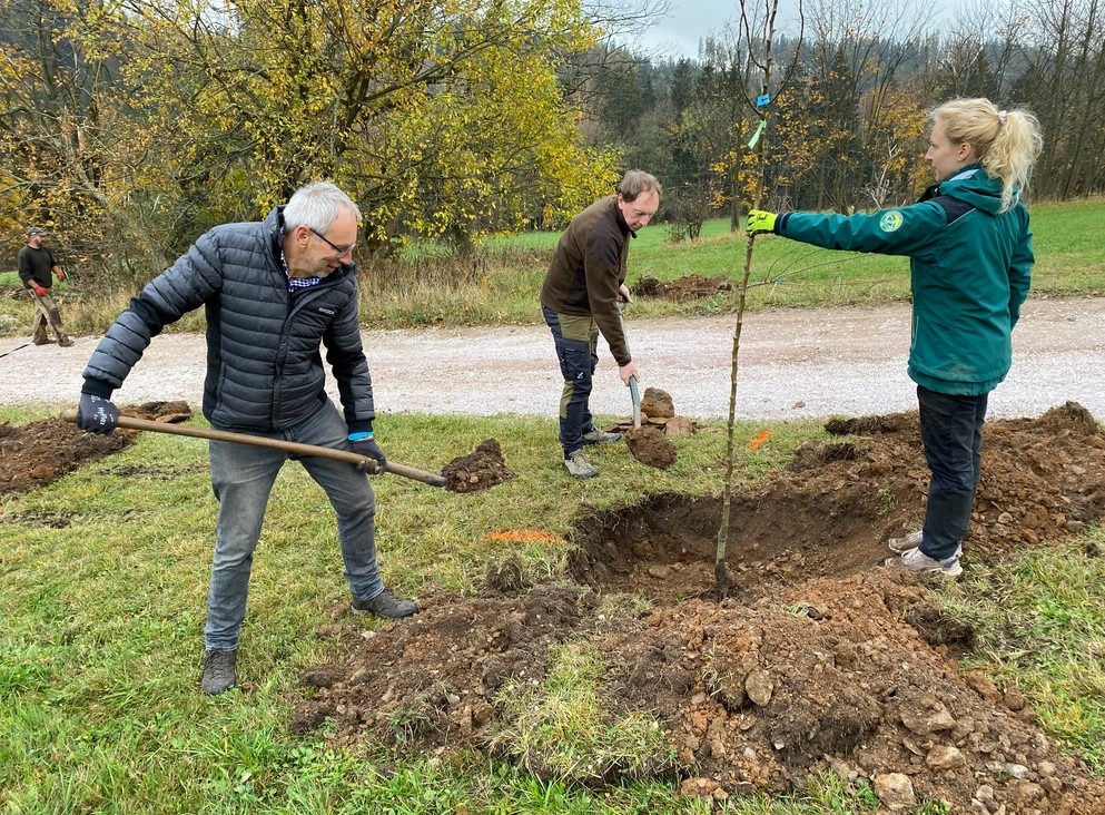 Původní ovocné stromy se vrací do Krkonoš