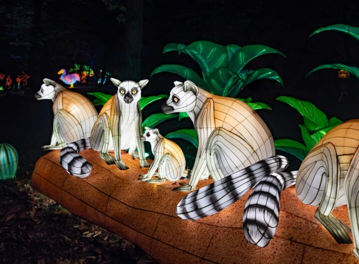 Světelná zoo poprvé v ČR, Světelná zoo poprvé v ČR , Zoo, Trója, Garden of Lights, Praha 8