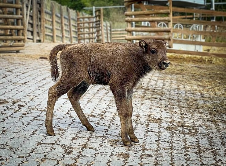 Zoo Tábor, mládě zubr