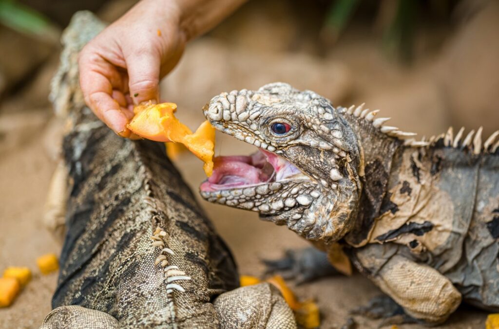 dýňové hody v Zoo Praha