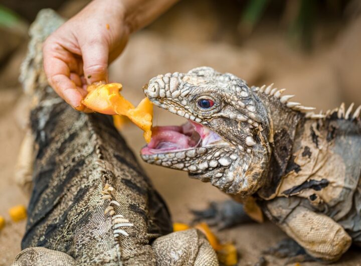 dýňové hody v Zoo Praha