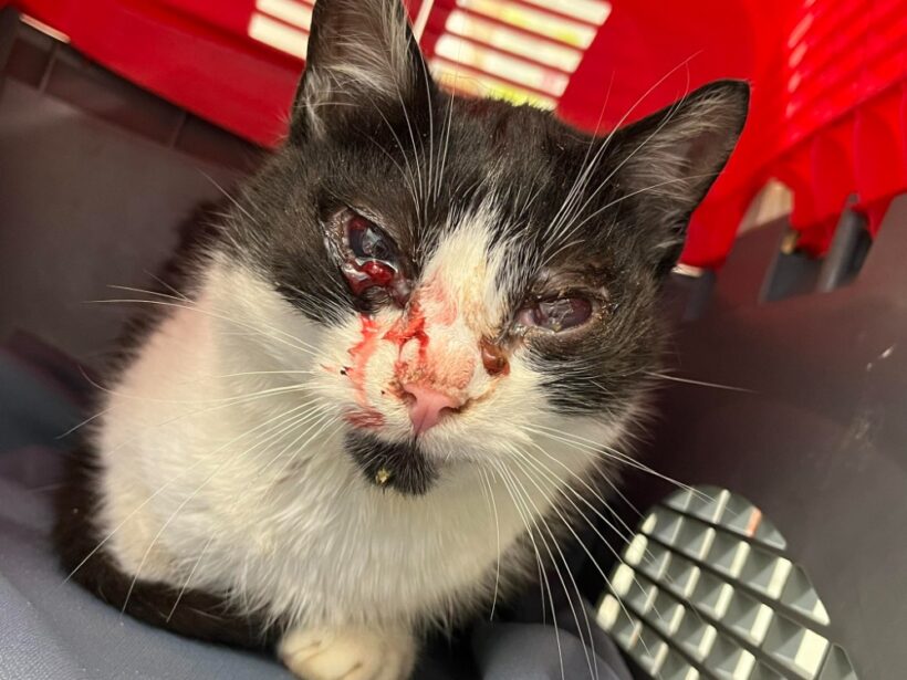 Kryšpín na Provázku