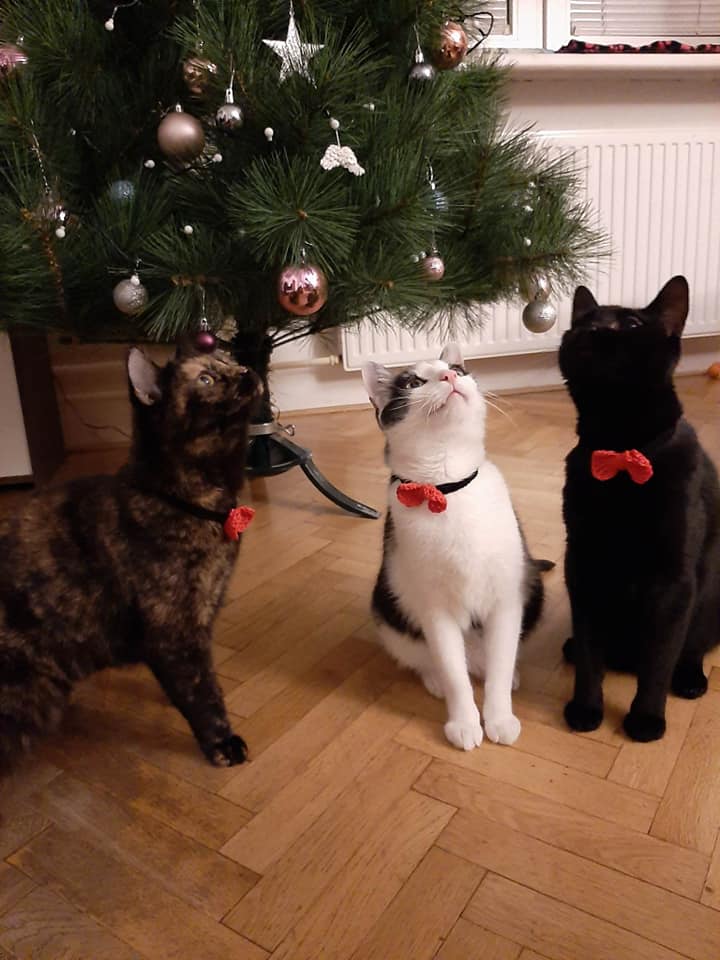 Kryšpín na Provázku