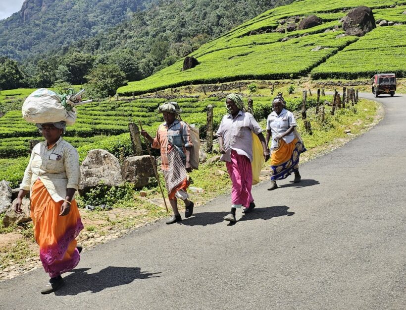 Sedmý šálek čaje , Botanická zahrada
